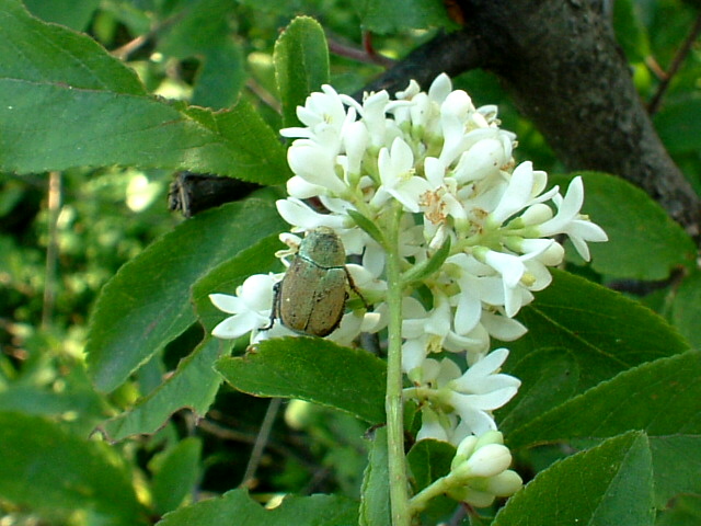 Hoplia farinosa e coerulea: argentea!